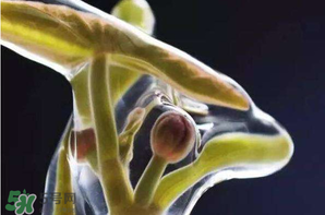 莼菜多少錢一斤？莼菜多少錢一斤2017？