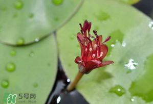 莼菜多少錢一斤？莼菜多少錢一斤2017？