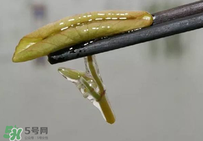 莼菜多少錢一斤？莼菜多少錢一斤2017？