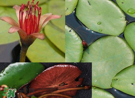 莼菜是什么菜？莼菜是荷葉嗎？