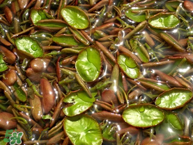 莼菜可以生吃嗎？莼菜怎么吃？