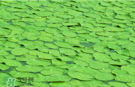 莼菜可以生吃嗎？莼菜怎么吃？