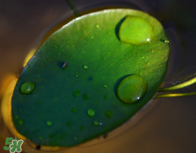 莼菜可以生吃嗎？莼菜怎么吃？