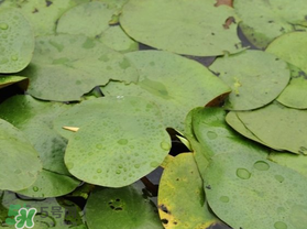 孕婦可以吃莼菜嗎？莼菜孕婦能吃嗎？