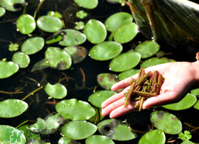 孕婦可以吃莼菜嗎？莼菜孕婦能吃嗎？