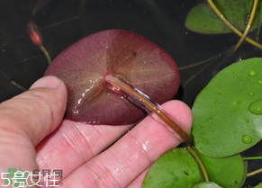 ?莼菜什么時(shí)節(jié)有？莼菜什么時(shí)候采摘？