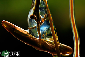 ?莼菜什么時(shí)節(jié)有？莼菜什么時(shí)候采摘？