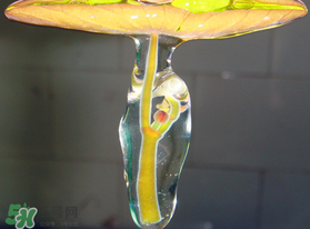 莼菜能放冰箱嗎？莼菜怎么保存？