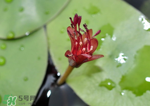 莼菜能放冰箱嗎？莼菜怎么保存？