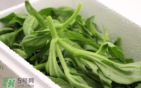 冰菜什么人不適宜吃？冰菜什么體質(zhì)不能吃？