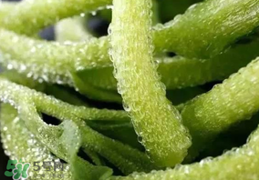 冰草什么人不能吃？冰草什么體質(zhì)不能吃？