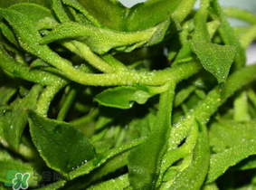 冰草什么人不能吃？冰草什么體質(zhì)不能吃？