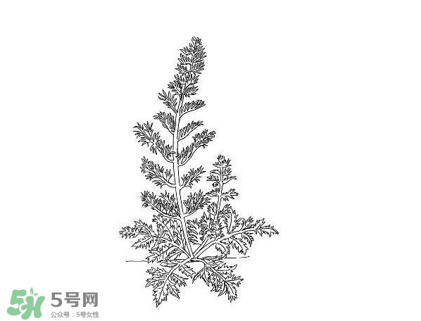 白蒿孕婦能吃嗎？孕婦可以吃白蒿嗎？