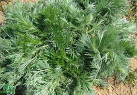 白蒿孕婦能吃嗎？孕婦可以吃白蒿嗎？