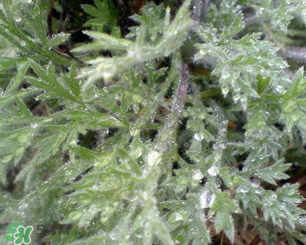 白蒿能治黃疸嗎？白蒿水可以治黃疸嗎？