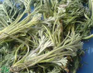 白蒿能治黃疸嗎？白蒿水可以治黃疸嗎？