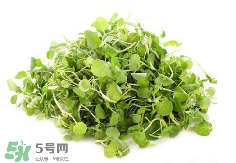 孕婦能吃西洋菜嗎？孕婦可以吃西洋菜嗎