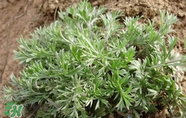 白蒿多少錢(qián)一斤？白蒿的價(jià)格