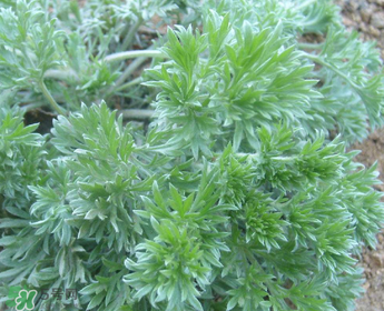 白蒿多少錢(qián)一斤？白蒿的價(jià)格