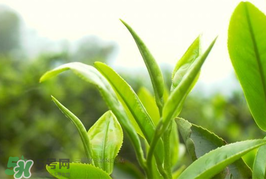 谷雨為什么喝谷雨茶？谷雨茶是什么茶？