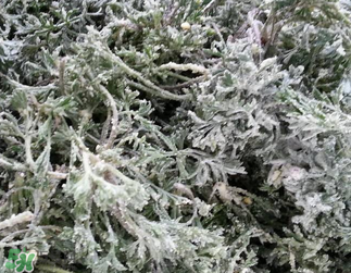 白蒿不能和什么一起吃？白蒿不能與什么同食？