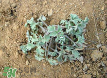 白蒿不能和什么一起吃？白蒿不能與什么同食？