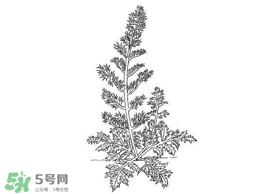 白蒿能生吃嗎？白蒿能不能生吃？