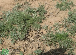 白蒿能生吃嗎？白蒿能不能生吃？