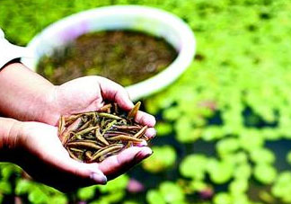 莼菜可以生吃嗎？莼菜怎么吃？