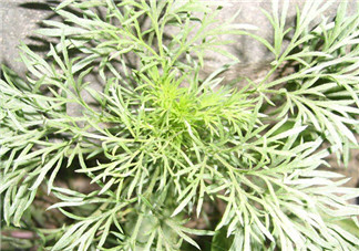 白蒿怎么做好吃？白蒿的做法