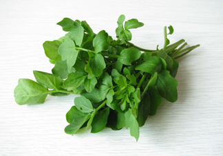 西洋菜是什么菜？西洋菜是什么樣的