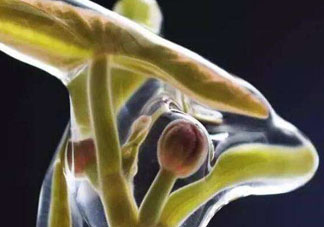 莼菜吃了有什么好處？莼菜的營養(yǎng)價值