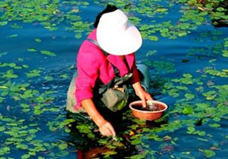 莼菜是什么菜？莼菜是荷葉嗎？