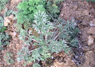 白蒿多少錢一斤？白蒿的價格