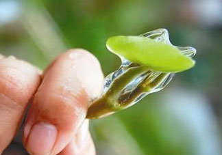 莼菜多少錢一斤？莼菜多少錢一斤2017？