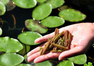 莼菜不能和什么一起吃？莼菜和什么相克？