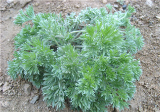 白蒿不能和什么一起吃？白蒿不能與什么同食？