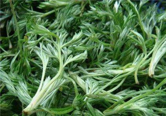 白蒿能治黃疸嗎？白蒿水可以治黃疸嗎？