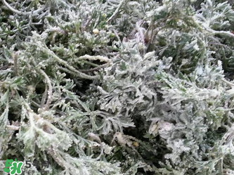 白蒿怎么做好吃？白蒿的做法