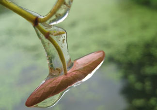 孕婦可以吃莼菜嗎？莼菜孕婦能吃嗎？