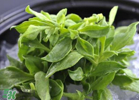 冰草不能和什么一起吃？冰草不能和什么同時吃？