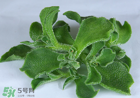 冰草可以放冰箱嗎？冰草能用冰塊保存嗎？