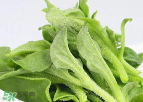 冰草可以放冰箱嗎？冰草能用冰塊保存嗎？