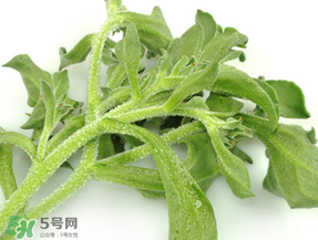 冰草為什么咸？冰草怎吃不咸？