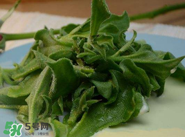 冰草多少錢一斤？非洲冰草多少錢一斤？