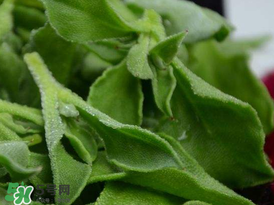 冰草多少錢一斤？非洲冰草多少錢一斤？