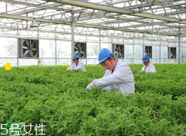 ?冰草為什么會(huì)酸？冰草為什么是酸的？