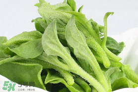 孕婦可以吃冰草嗎？冰草對(duì)孕婦有什么好處？