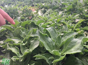 冰草什么時(shí)候種？冰草怎么種植？