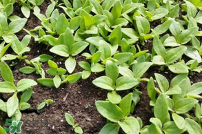 冰草什么時(shí)候種？冰草怎么種植？